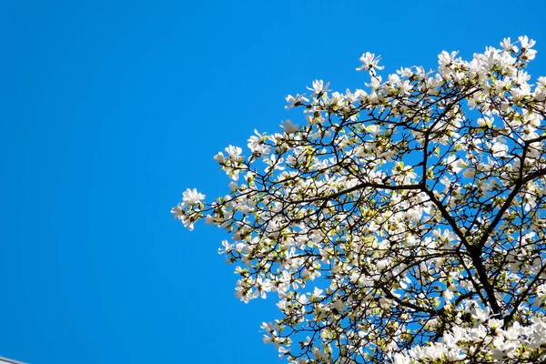 banner with white magnolia flowers blossoms on sunny background. Beautiful spring background of nature with branch of flowering blossoms Copy location for text flowering trees against blue clear sky