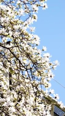 Vancouver İstasyonu 'ndaki Magnolia Burrard kiraz çiçekleri, gökdelen ve kar beyazı güzel gökyüzü tomurcukları arasında reklam metinleri için henüz çiçek açmamış arka plandaki kıvrımlı dallar.