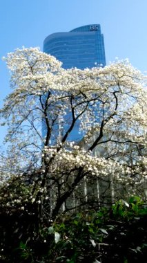 Vancouver İstasyonu 'ndaki Magnolia Burrard kiraz çiçekleri, gökdelen ve kar beyazı güzel gökyüzü tomurcukları arasında reklam metinleri için henüz çiçek açmamış arka plandaki kıvrımlı dallar.