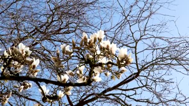 白中国語またはソーサーマグノリアの花 若さと死の比較の別の木の枯れた枝の背景に大きなマグノリアの花 — ストック動画