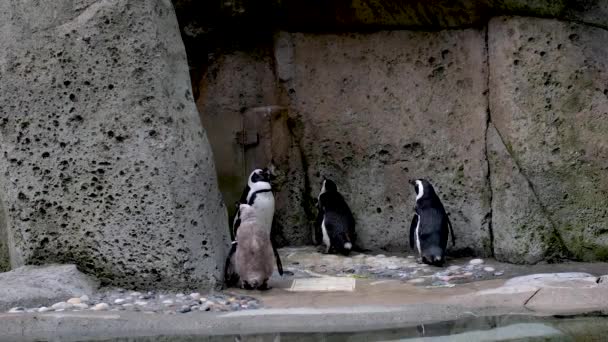 Захватывающий Вид Несколько Черно Белых Пингвинов Смотрящих Вверх Наслаждающихся Своей — стоковое видео