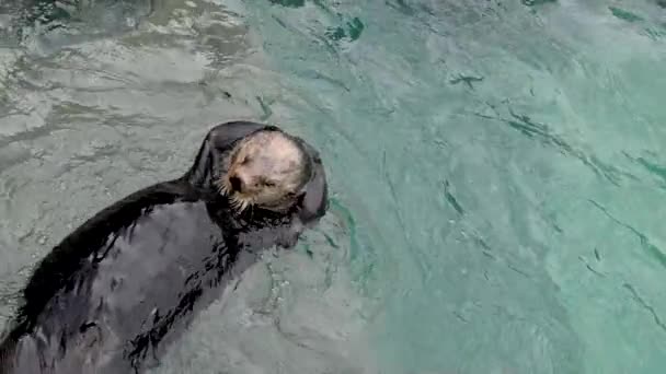 Sea Otter Baña Cabeza Saltos Mortales Agua Lava Cola Limpia — Vídeo de stock