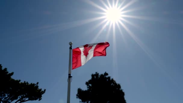 Εθνική Σημαία Του Καναδά Κυματίζει Στον Γαλάζιο Ουρανό Ιπτάμενα Πουλιά — Αρχείο Βίντεο