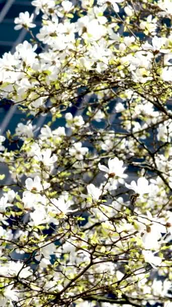 Kwiat Kwiaty Magnolia Drzewo Wiosennym Wideo Wysokiej Jakości Materiał Filmowy — Wideo stockowe