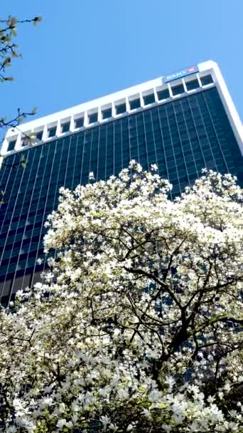 Magnolia Burrard Vancouver Station Downtown Während Kirschblüten Wolkenkratzer Und Blauer — Stockvideo