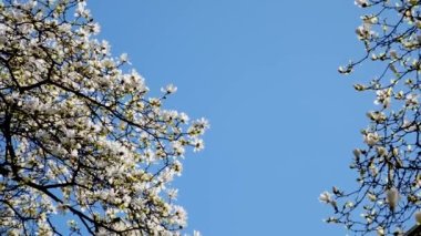 Vancouver İstasyonu 'ndaki Magnolia Burrard kiraz çiçekleri, gökdelen ve kar beyazı güzel gökyüzü tomurcukları arasında reklam metinleri için henüz çiçek açmamış arka plandaki kıvrımlı dallar.