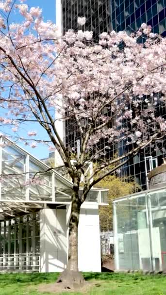 Cherry Blossoms Stasiun Burrard Kanada Tangga Vancouver Untuk Pencakar Langit — Stok Video