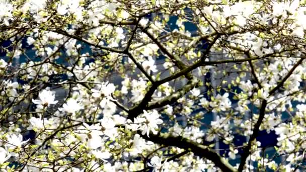 Bahar Videosunda Çiçek Açan Manolya Ağacı Yüksek Kaliteli Fullhd Görüntüler — Stok video