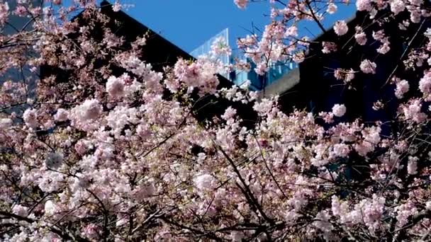 Станція Баррард Канаді Ванкувер Сходи Хмарочосів Мальовнича Весняна Краса Природи — стокове відео
