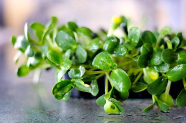 Su teresi salatası ve ev vitrininde bir tepside mikro yeşillikler. Sağlıklı beslenme konsepti, vegan konsepti. Ev bahçesi. Sığ alan derinliğine sahip seçici odaklanma.