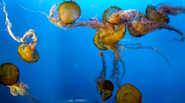 Kuzey deniz ısırganı denizanaları batı kıyısında karanlık okyanus suyunda yüzer. Chrysaora Melanaster 'ın inanılmaz arka planı, turuncu medusa olarak da bilinir, su altı görüntülerini sakinleştirir.