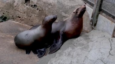 Kuzey kürklü erkek fok hayvanının ses çıkaran kükremesini içeren video. Yüksek kalite 4k görüntü