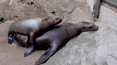 Kuzey kürklü fok familyası Callorhinus ursinus, Otariidae 'yi vahşi doğada kayalıklarda sesle kulakladı. Denizci pinniped yırtıcı hayvan kavramı. Yüksek kalite 4k görüntü