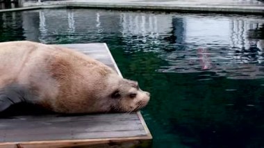 Vancouver Akvaryumu Kürk Mührü, BC, Kanada. Yüksek kalite 4k görüntü