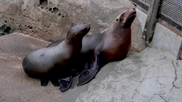 Видео Звуковым Животным Ревом Самца Северного Тюленя Высококачественные Кадры — стоковое видео