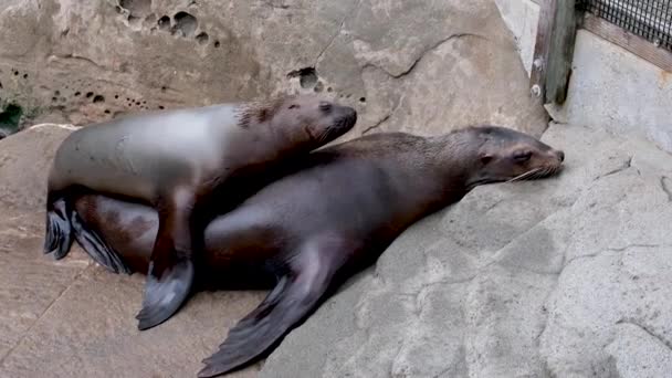 Семейство Северных Меховых Тюленей Callorhinus Ursinus Услышали Otariidae Каменных Скалах — стоковое видео