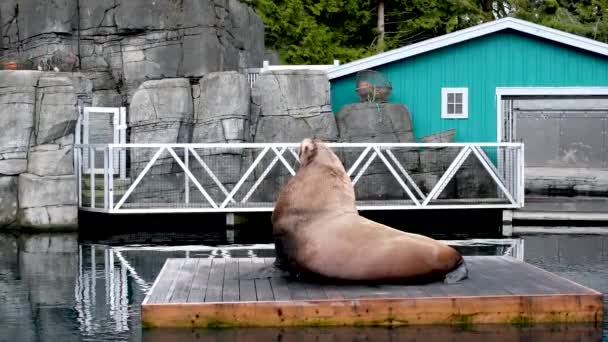 Fur Seal Vancouver Aquarium Canada — Stockvideo