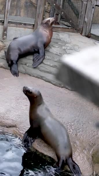Tierfamilie Mutter Vater Und Baby Wilde Junge Robbe Schlafend Entzückende — Stockvideo
