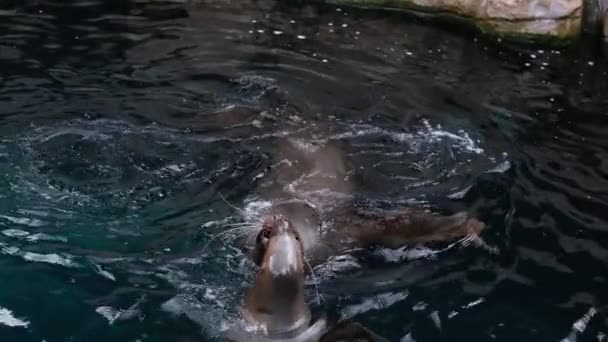 北の毛皮のシール耳のシール水族館で2つのシールキスは お互いの顔に触れるまで泳いで バンクーバー水族館 カナダと同じ方向の動物の愛で一緒に泳ぐ — ストック動画