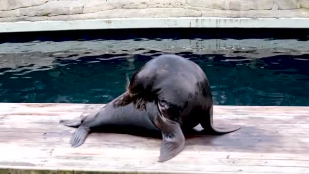 加拿大温哥华水族馆近日 一只名叫海狮的海狮大吼着 它把头扭得很厉害 朝开阔的嘴的方向飞去 — 图库视频影像
