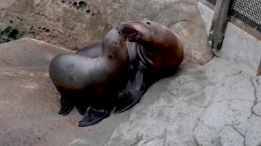 Kuzey kürklü fok balıkları fok yavruları annelerine tırmanıyor. Süt fokları kıyıda dinlenmek istiyor. Memeliler arasındaki aile ilişkileri, BC Vancouver Akvaryumu, Kanada