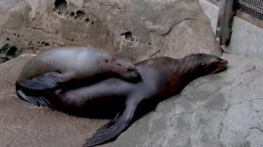 Kuzey kürklü fok balıkları fok yavruları annelerine tırmanıyor. Süt fokları kıyıda dinlenmek istiyor. Memeliler arasındaki aile ilişkileri, BC Vancouver Akvaryumu, Kanada