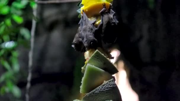 Νυχτερίδες Τρώνε Φρούτα Κρέμονται Ανάποδα Ένα Μεγάλο Ρόπαλο Πετάει Επάνω — Αρχείο Βίντεο