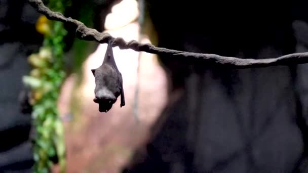 Fladdermöss Äter Frukt Hängande Upp Och Ner Stor Fladdermus Flyger — Stockvideo