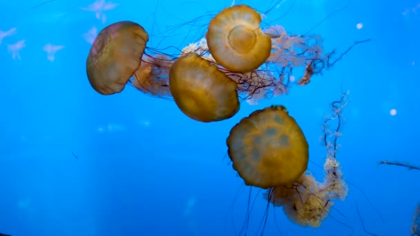 Medúzy Tančící Tmavě Modré Oceánské Vodě Japonská Mořská Síť Nebo — Stock video
