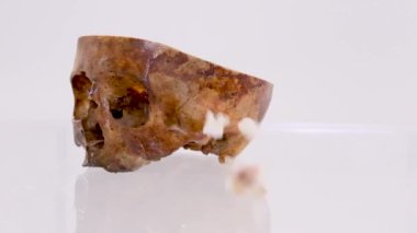 Yavaş çekimde gerçek insan dişleri dökülüyor beyaz arka planda dönen insan kafatasının gerçek bir kafatasının yanında zıplıyor. Yüksek kaliteli FullHD görüntüler. Yüksek kalite