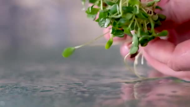 Die Hände Sprießen Bokeh Hintergrund Nahaufnahme Keimfähiger Boden Gemüseanbau Landwirtschaft — Stockvideo