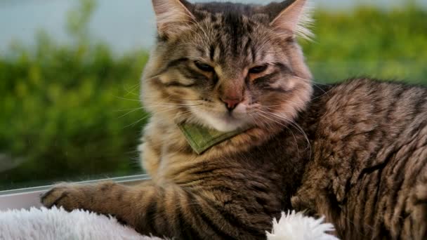 Ogromny Maine Coon Mieszane Syberyjski Kot Piękny Puszysty Siedzi Oknie — Wideo stockowe