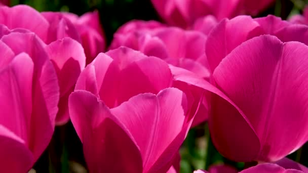 Close Beautiful Flowers Tulips Barcelona Corolla Field Festival Canada British — Stock Video