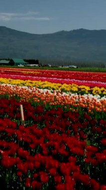 Güneşli bahar gününde tarlalarda açan renkli laleler ve arka planda dağlar ve otoyollar. dikey video British Columbia Canada ABBOTSFORD TULIP FESTIVAL 2023 
