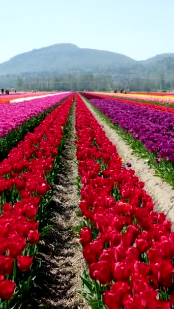 Tulipany Kolorowe Kwitnące Kwiaty Plantacji Pola Słoneczny Wiosenny Dzień Górami — Wideo stockowe