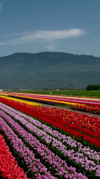 Tulipany Kolorowe Kwitnące Kwiaty Plantacji Pola Słoneczny Wiosenny Dzień Górami — Wideo stockowe