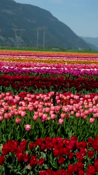 Tulipány Barevné Kvetoucí Květiny Plantážovém Poli Slunečného Jarního Dne Horami — Stock video