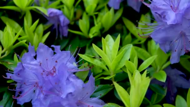Egy Csodálatos Alacsonyan Növő Örökzöld Bokor Ami Tavasszal Kék Virágokkal — Stock videók