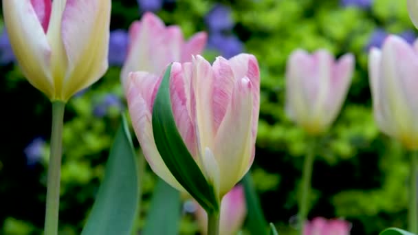 Çiçek Açan Pembe Laleler Bir Çiçek Bahçesinde Yatay Kamera Rotasyonunda — Stok video