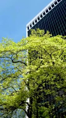 İlkbahar gökyüzü tren istasyonları Burrard İstasyonu kiraz çiçeklerinin ardından mavi gökyüzünde açan ağaçlara karşı Vancouver Canada 2023