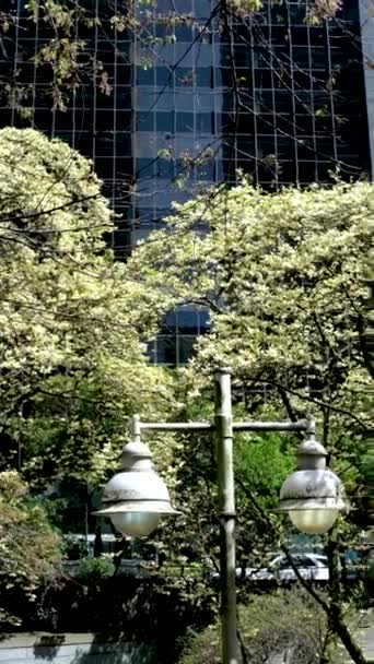 春天的天空火车站伯拉德火车站樱花在树上绽放刚刚在蓝天下盛开加拿大温哥华2023 — 图库视频影像