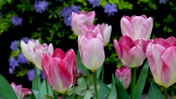 Тюльпаны Ветру Солнечную Летнюю Погоду Цветы Дикой Природе Флора Высококачественные — стоковое видео