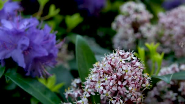 Fantastisk Lågväxande Vintergrön Buske Som Blommar Med Blå Blommor Våren — Stockvideo