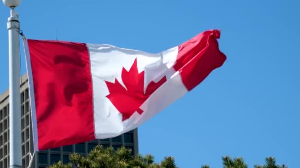 Saumaton Silmukka Animoitu Lippu Kanadan Puhaltaa Tuulessa Resoluutio Lukien Luma — kuvapankkivideo