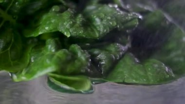 Romaine marullarının sulanması marul suyunun damlaları damlatarak büyük yeşil yaprakların sulamasını cam masaya bırakması. Düzgün beslenme videosu, taze marul yıkamayı yavaşlatır.