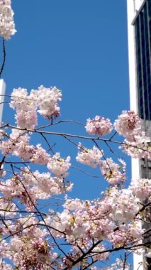 Burrard İstasyonu ağaçları, ilkbaharda gökdelenler ve gökdelen istasyonu yakınlarında çiçek açar. Manolya, kiraz çiçeği, sakura, beyaz ve gül çiçekleri Kanada şehir merkezini kaplar. Vancouver 2023.