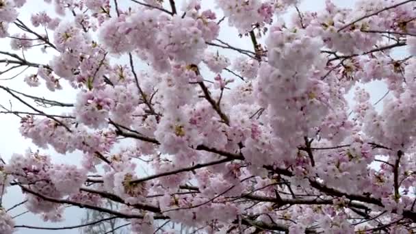 Primer Plano Flores Cerezo Plena Floración Monte Yoshino Prefectura Nara — Vídeos de Stock