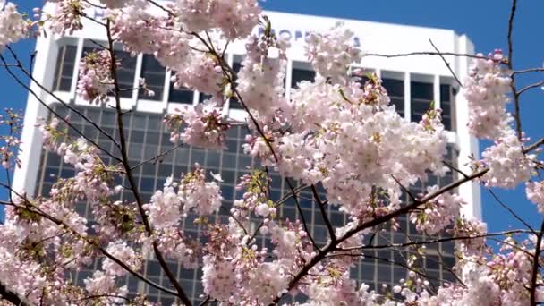 Burrard Stasyonu Ağaçları Ilkbaharda Gökdelenler Gökdelen Istasyonu Yakınlarında Çiçek Açar — Stok video
