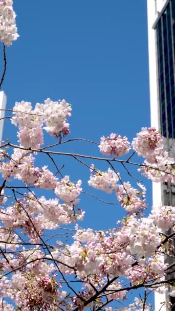 Δέντρα Του Σταθμού Burrard Ανθίζουν Την Άνοιξη Κοντά Στους Ουρανοξύστες — Αρχείο Βίντεο