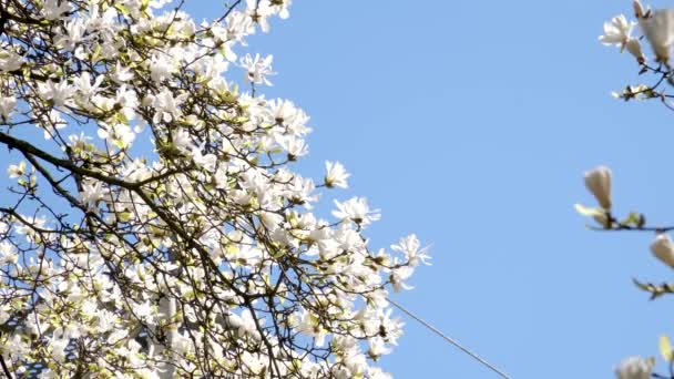 Blommande Körsbärsblomma Magnolia Merrill Magnolia Loebneri Kache Merrill Högkvalitativ Film — Stockvideo